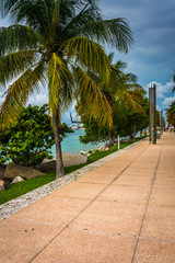 Palm trees along a path at South Point Park, Miami, Beach.