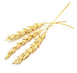 wheat ears