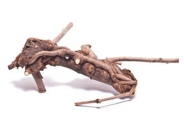 Fototapeta premium dry branch on white background