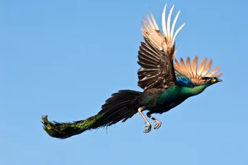 Deurstickers Pauw vliegen © sapgreen