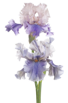 iris