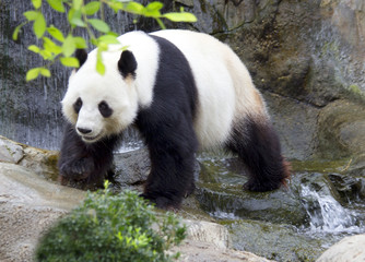 Большая панда (белая панда). - obrazy, fototapety, plakaty