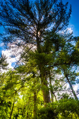 Pine trees at Loch Raven Reservoir in Baltimore, Maryland.