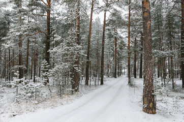 Winter forest road