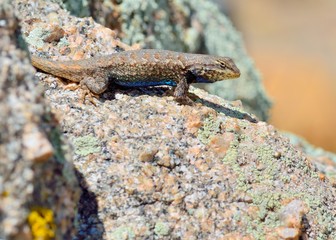 Plateau side-blotched lizard