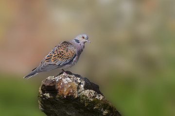 Turtle Dove
