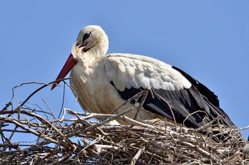 White stork in its nest