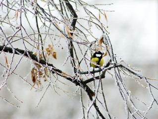 image of a bird on a branch in winter closeup