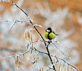 bird on a branch in winter