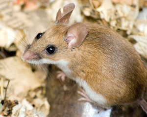 Field Mouse