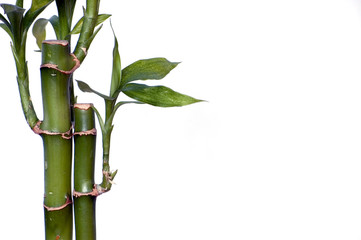 Fototapeta na wymiar Bamboo Shoots