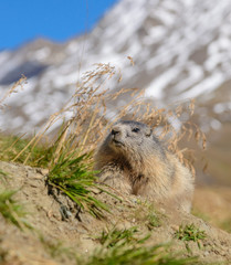 Wild marmot (whistler) in Austrian Alps with mountains in the background