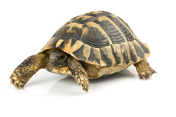 Tortoise on white