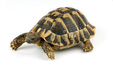 Tortoise on white