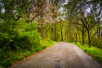 Fototapeta premium Spring color along a road through a forest in Lancaster County C