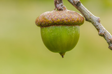 Ripening Acorn