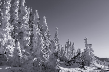 Frozen tree