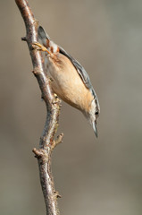 Nuthatch