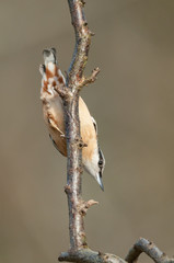 Nuthatch