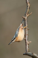 Nuthatch