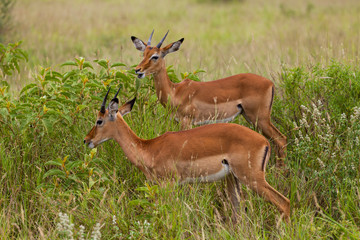 Impala Antilopen