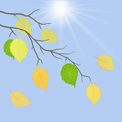 Autumn leaves against the sky