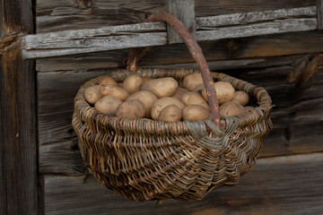 Ziemniaki kartofle w koszu