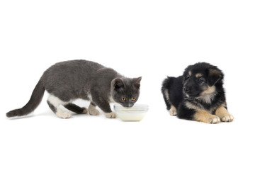 cat and dog