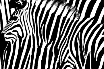 Graphic abstract design of a zebra