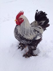 cochin rooster standing in the snow