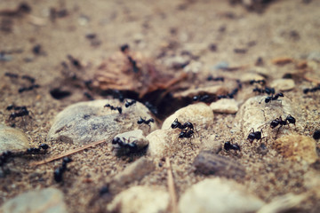entrance of the anthill