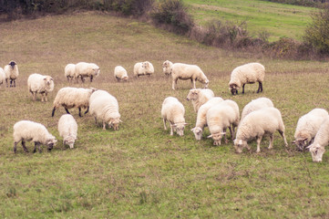 Fototapeta premium Sheep grazing in the pasture