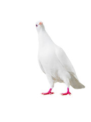 white pigeon bird isolated on white