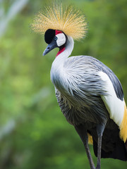 Beautiful Grey Crowned Crane bird