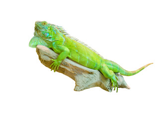 green iguana lizard isolated on white
