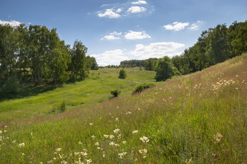 Forest on the hills 2