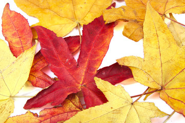 Naklejka na ściany i meble Red and yellow autumn leaves