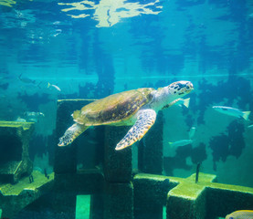 sea turtle in underwater world