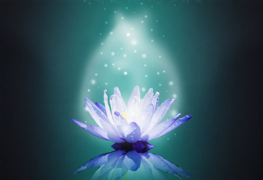 blue water lotus on magic light