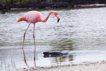 Flamingos alimentandose en Playa bachas, Galapagos