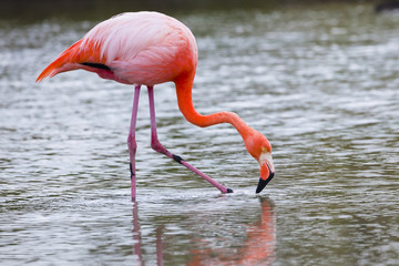 Flamingos alimentandose en Isla Santa Cruz, Galapagos