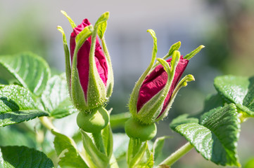 Two buds of wild rose in the spring