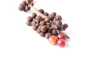 coffee beans on white background