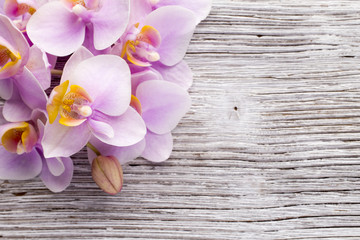Fototapeta premium Orchid.