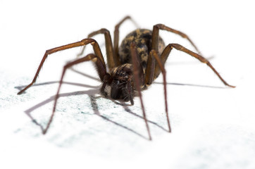 Araignée