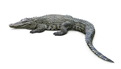 Tuinposter Krokodil © Coprid