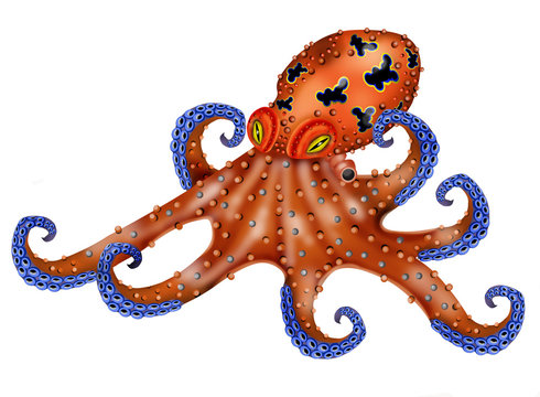 octopus white background