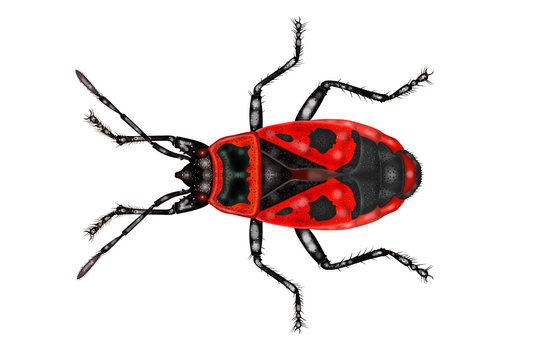 Pyrrhocoris apterus white background