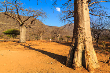 Trunk of baobab tree in a boabab forest