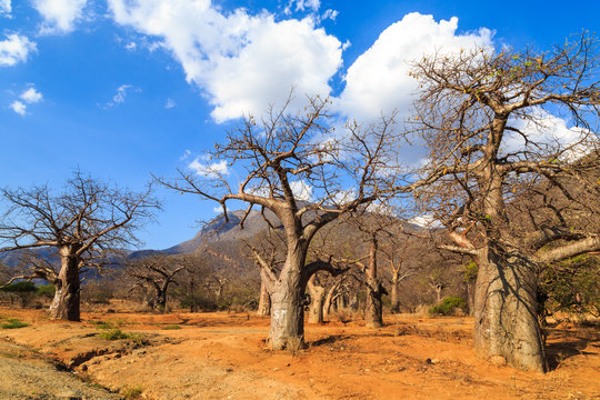 Baobab tree forest in Africa